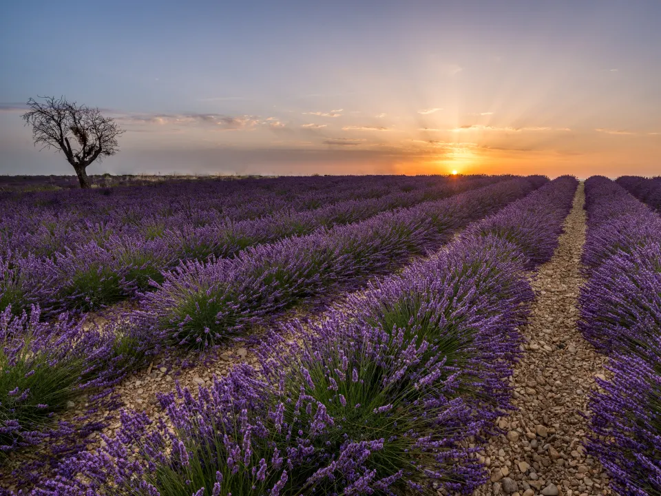 Des rangs de lavande violette au lever du soleil sur le plateau de Valensole, en Provence